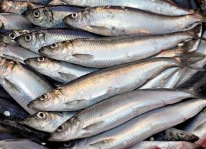 Buy Frozen Herring Fish online, good quality