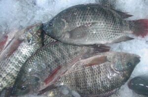 Buy Frozen Tilapia 