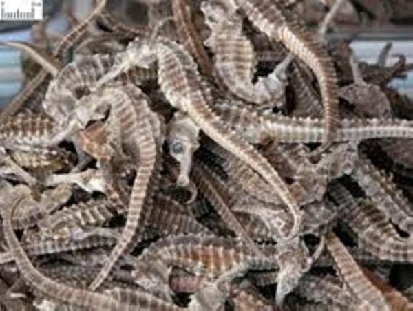 Top quality Dry Seahorse size 11cm