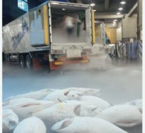 Buy frozen tuna Online