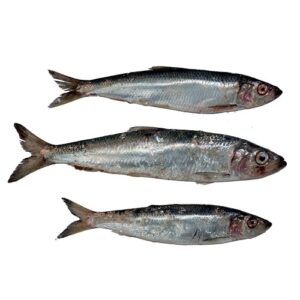 Premium Frozen Herring Fish For Sale