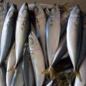 Buy Frozen Mackerel Online