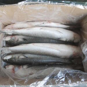Buy Frozen Mullet Online