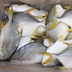 Buy Frozen Pomfret online