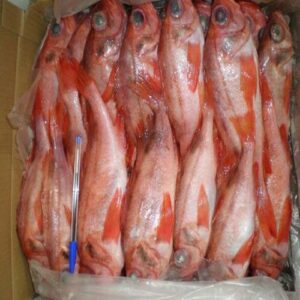 Best Frozen Red Snapper For Sale Online