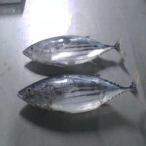 Frozen Tuna fish for sale
