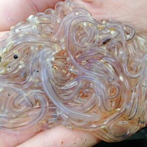 Elvers Eel for Sale