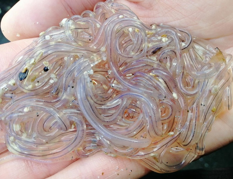 Elvers Eel for Sale